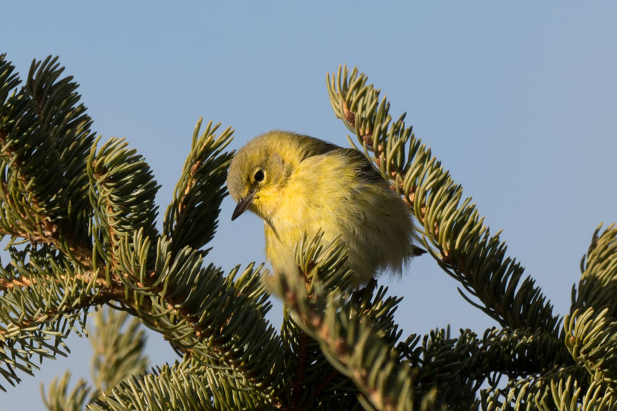 Pine Warbler - ML627948148
