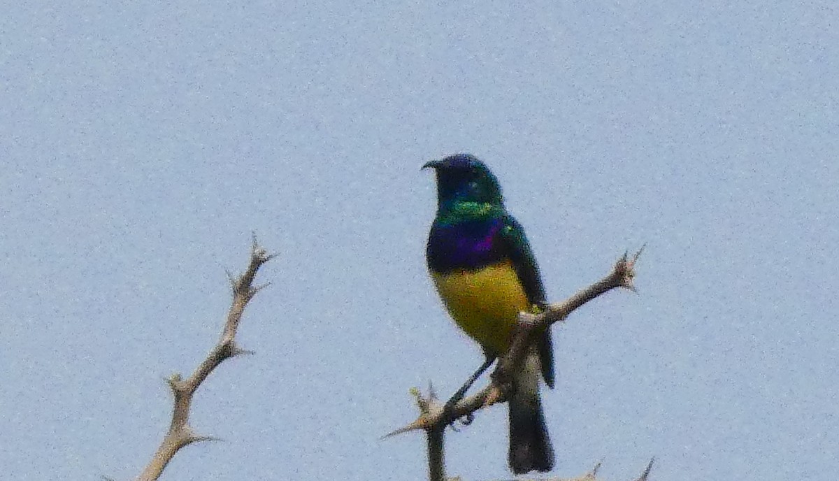 Variable Sunbird - ML627948150