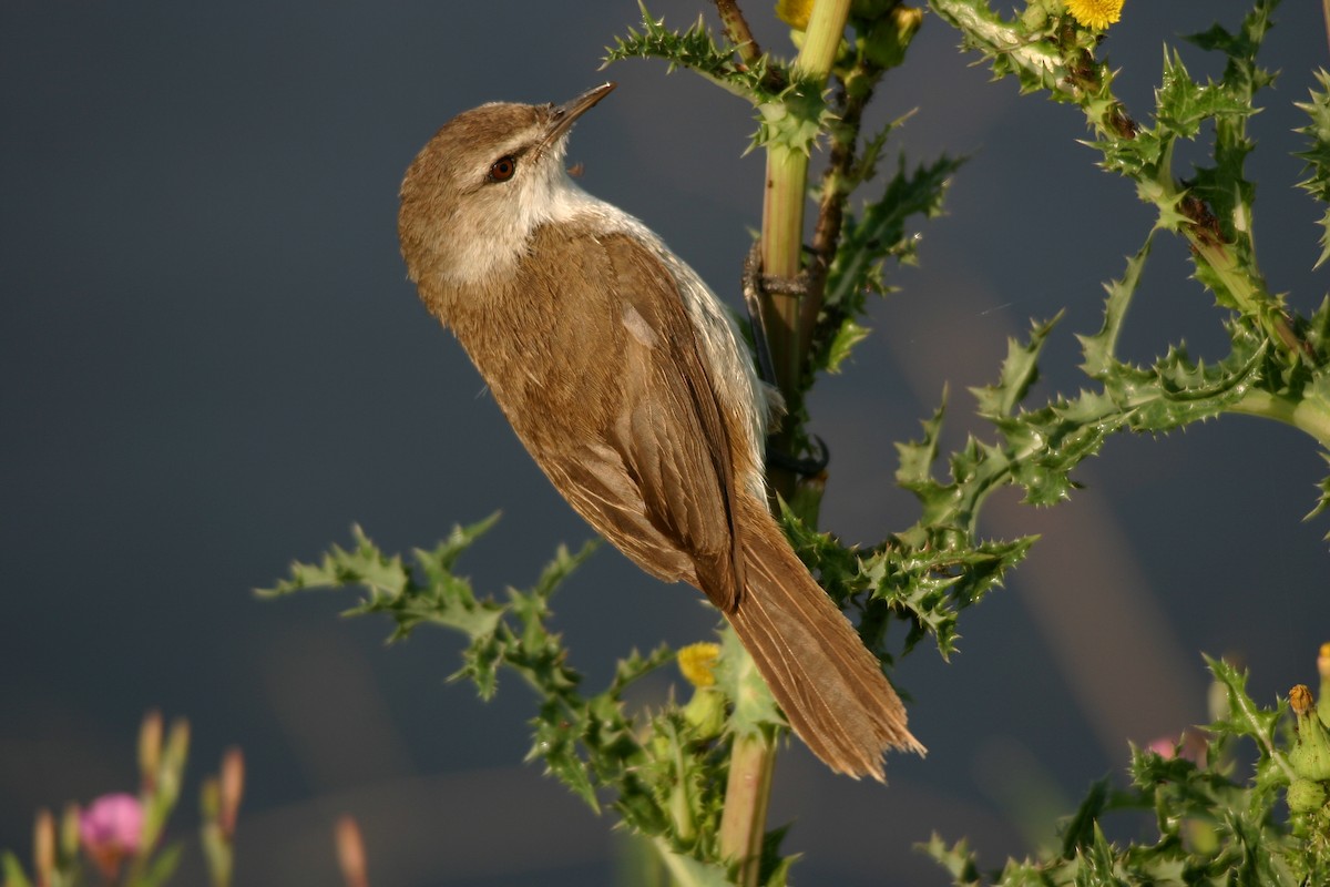 Lesser Swamp Warbler - ML627948218