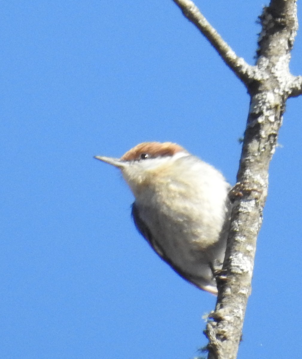 Brown-headed Nuthatch - ML627948271