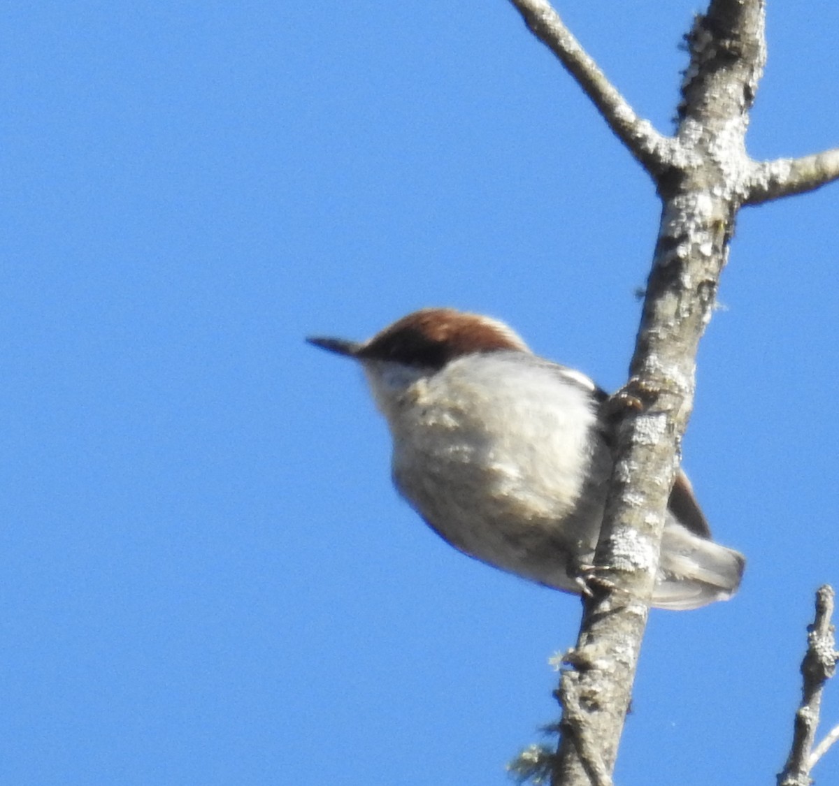 Brown-headed Nuthatch - ML627948272