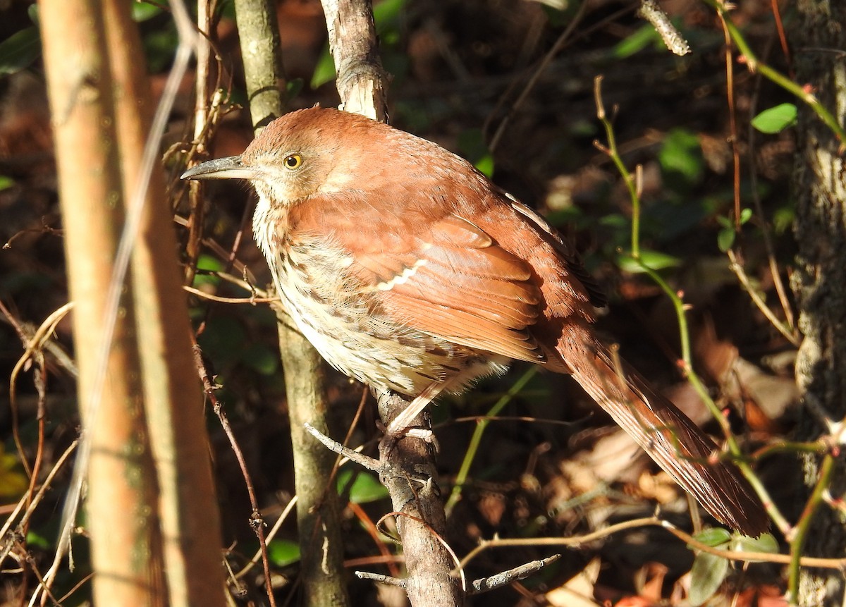 Brown Thrasher - ML627948274