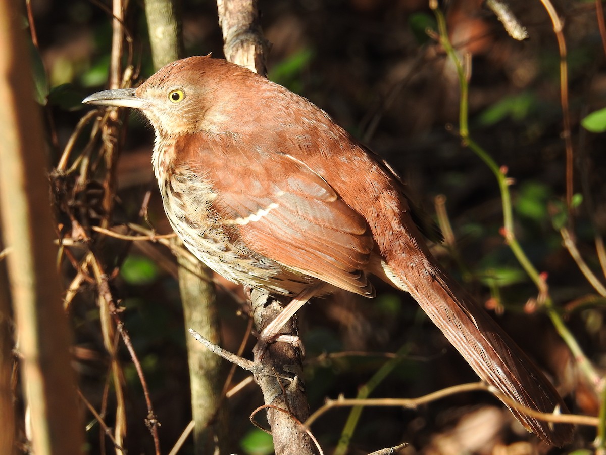 Brown Thrasher - ML627948275