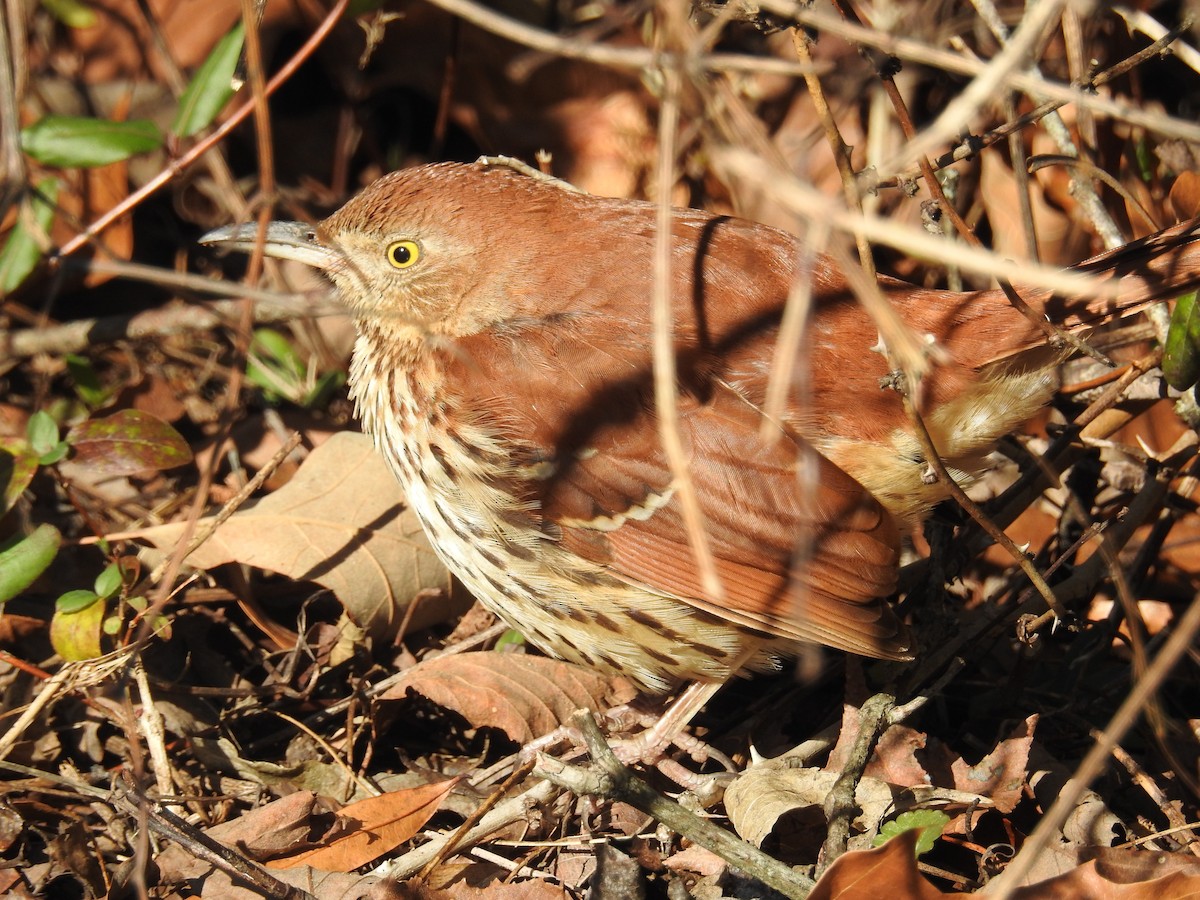 Brown Thrasher - ML627948276