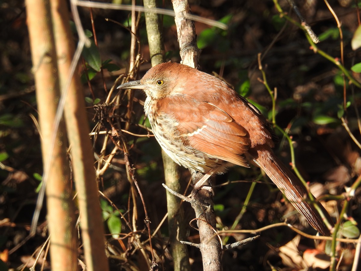 Brown Thrasher - ML627948278