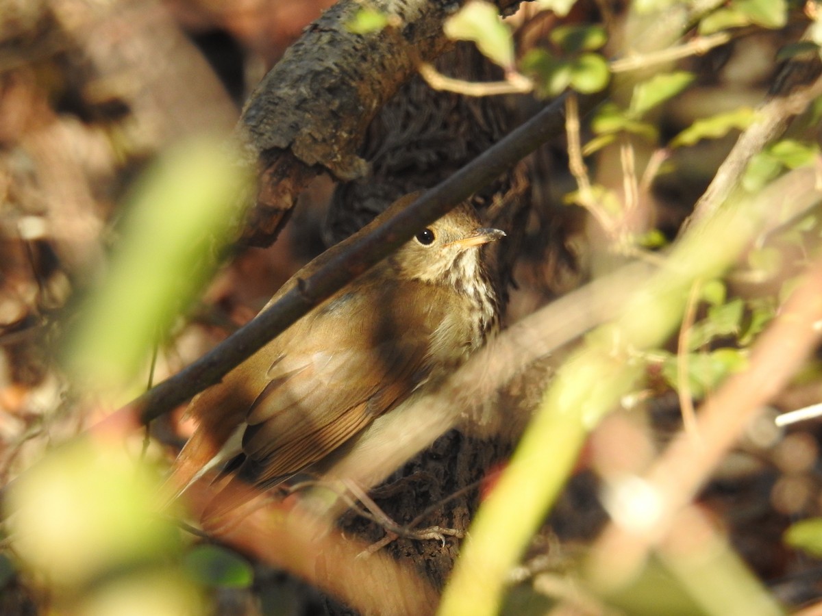 Hermit Thrush - ML627948281