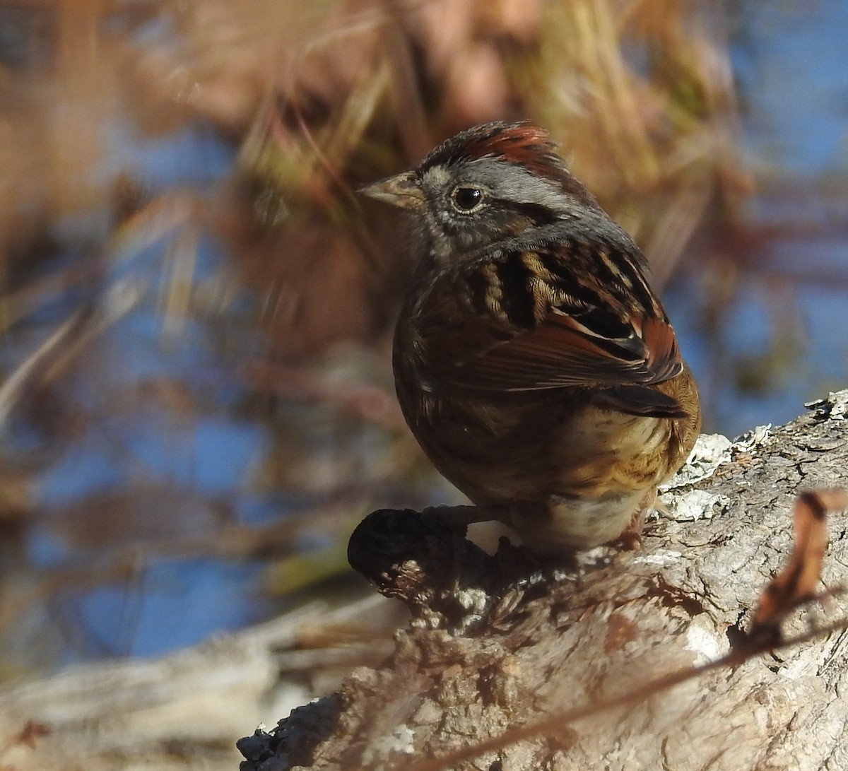 Swamp Sparrow - ML627948290