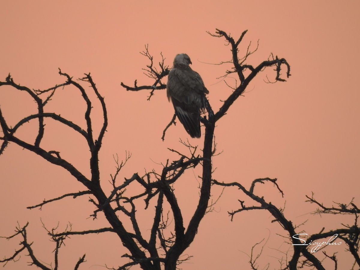 Upland Buzzard - ML627948295