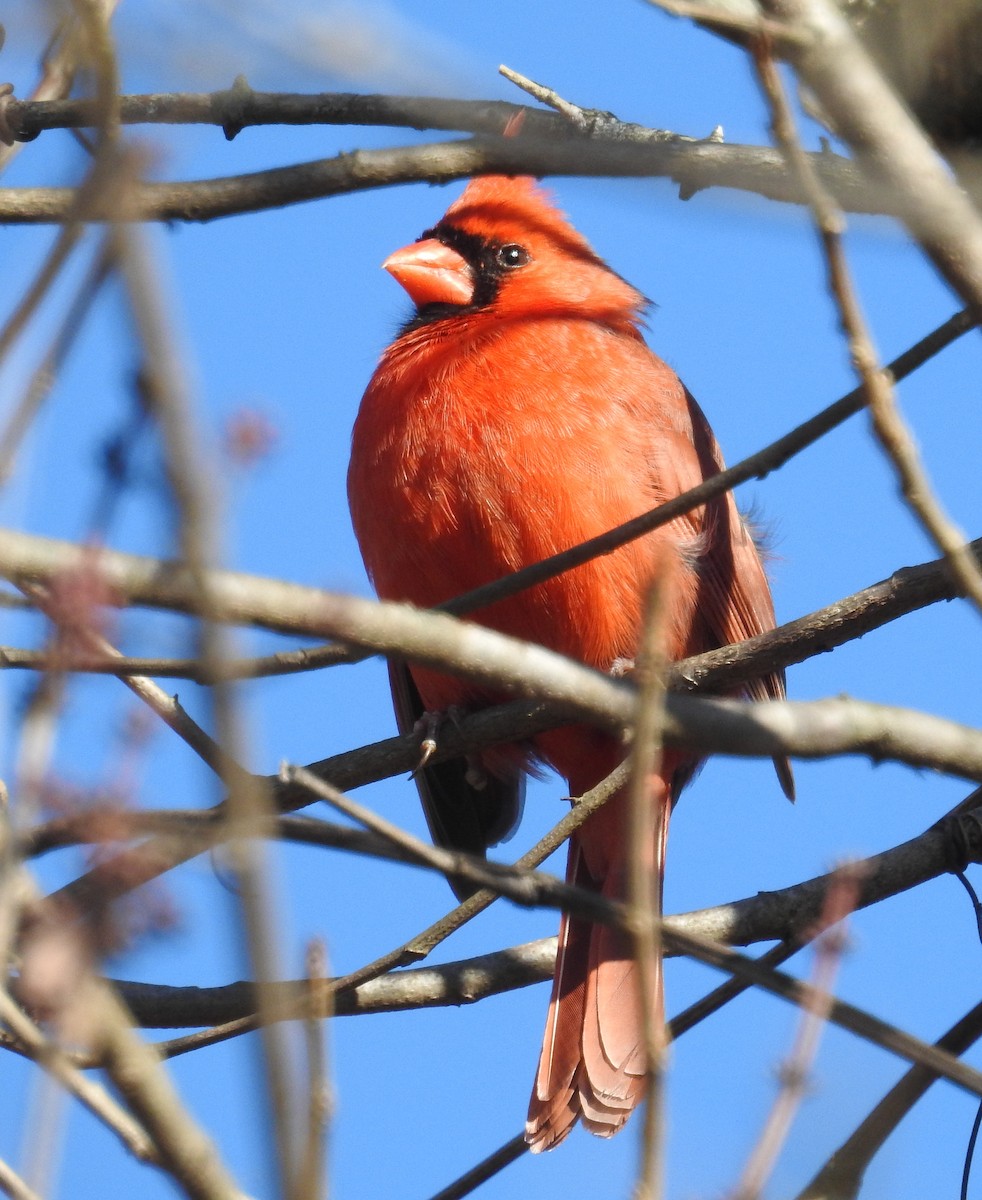 Northern Cardinal - ML627948296