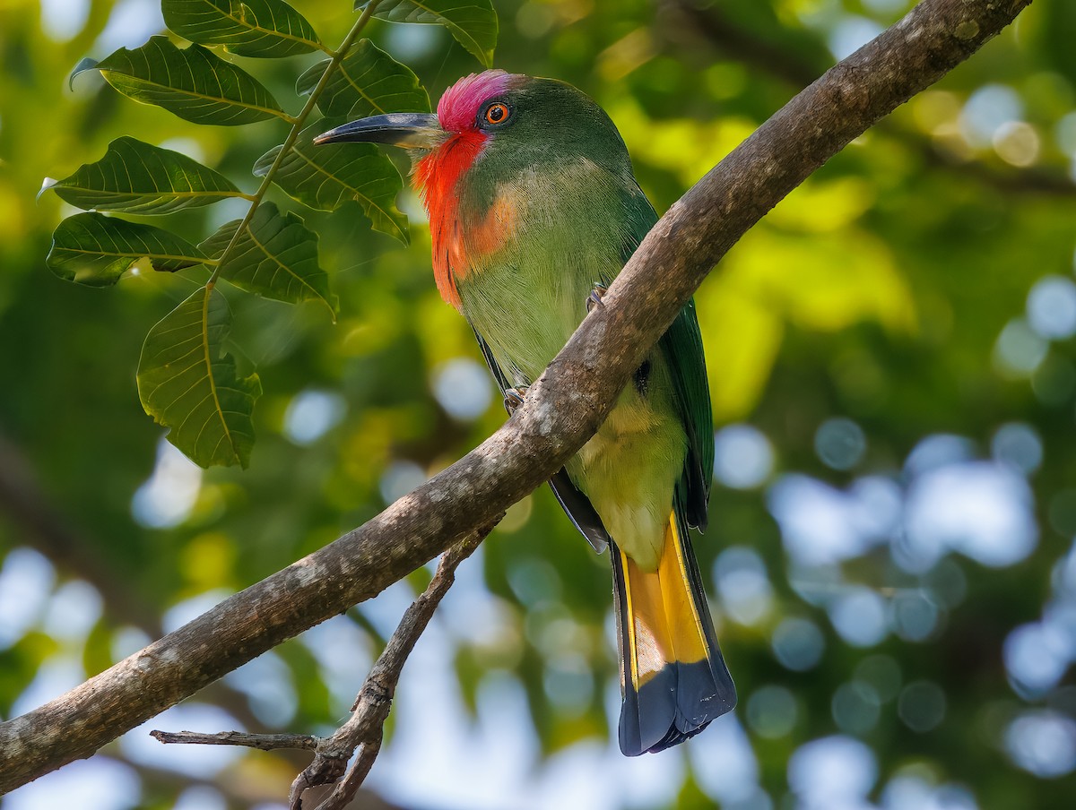 Red-bearded Bee-eater - ML627948328