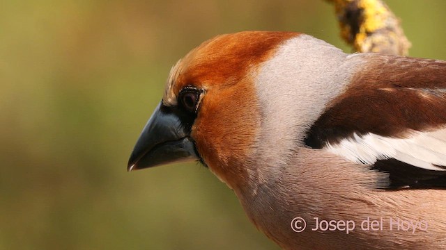 Hawfinch - ML627948374