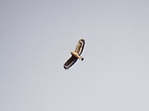 Crested Serpent-Eagle - ML627948412