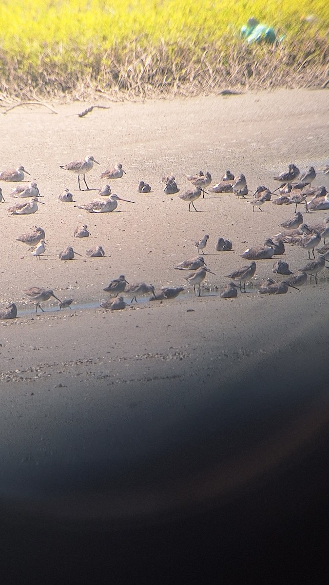 Bar-tailed Godwit - ML627948417