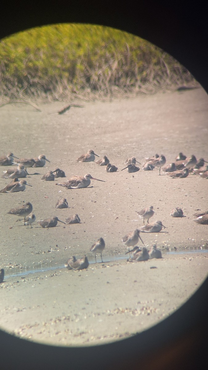 Bar-tailed Godwit - ML627948418