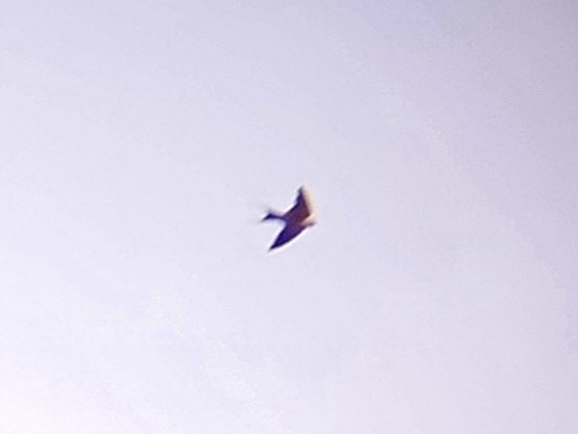 Rufous-bellied Swallow - ML627948467