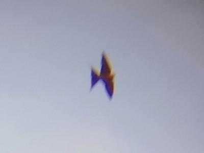 Rufous-bellied Swallow - ML627948468