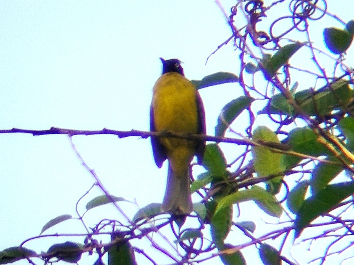 Black-crested Bulbul - ML627948470