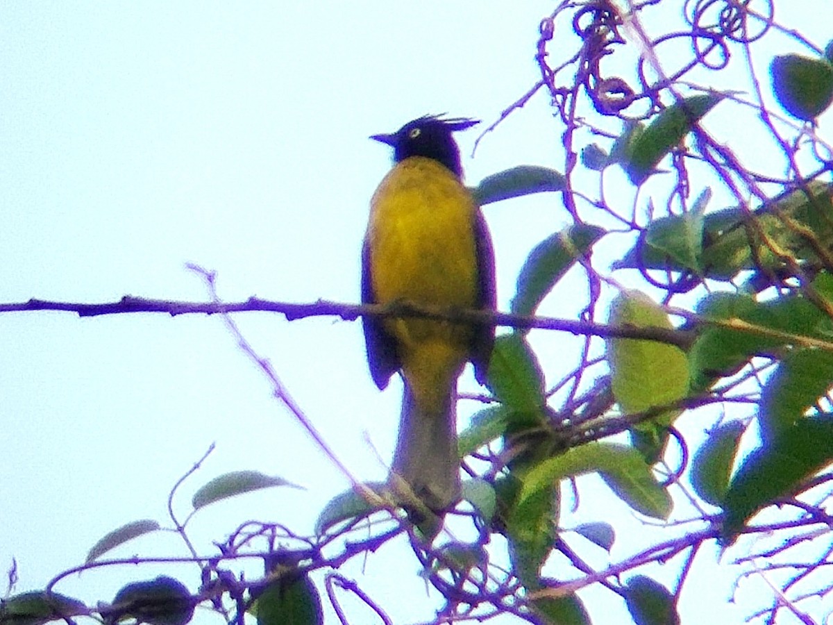 Black-crested Bulbul - ML627948471