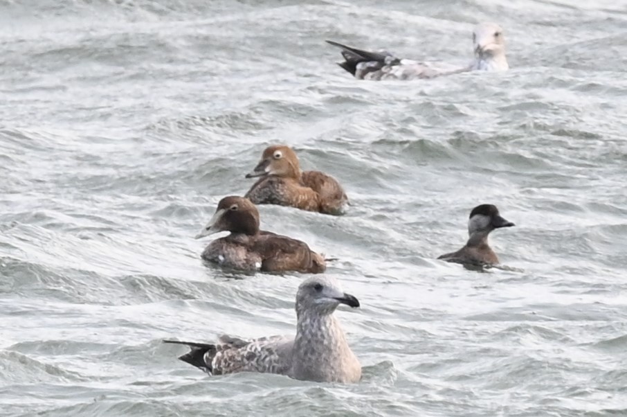 King Eider - ML627948529