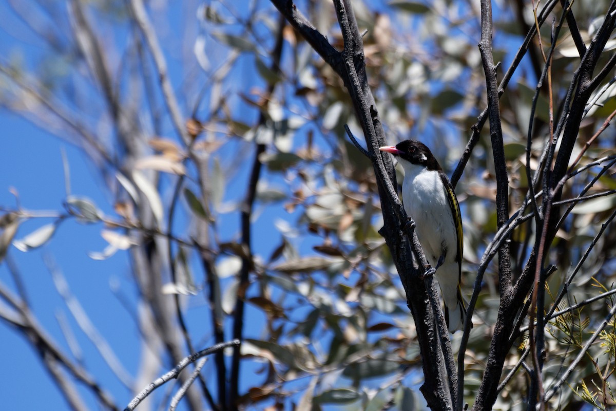 Painted Honeyeater - ML627948542