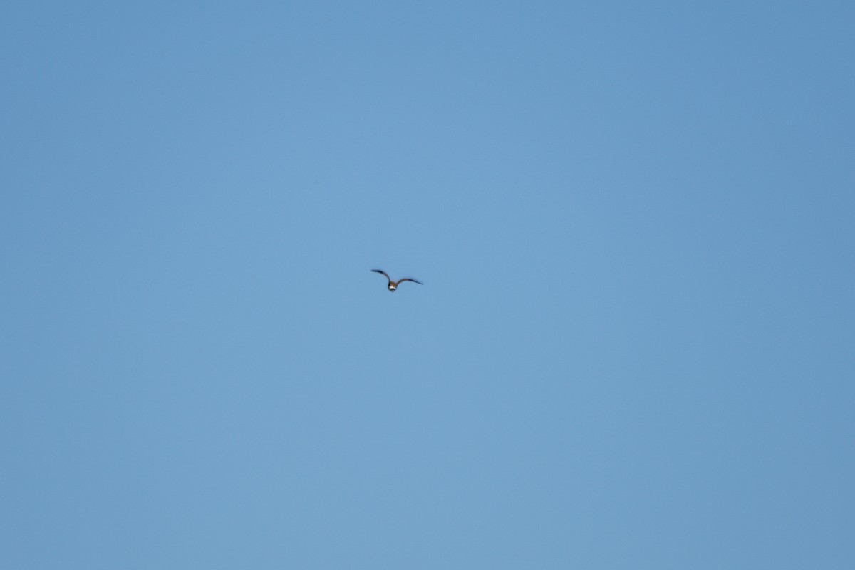 Australian Pratincole - ML627948549