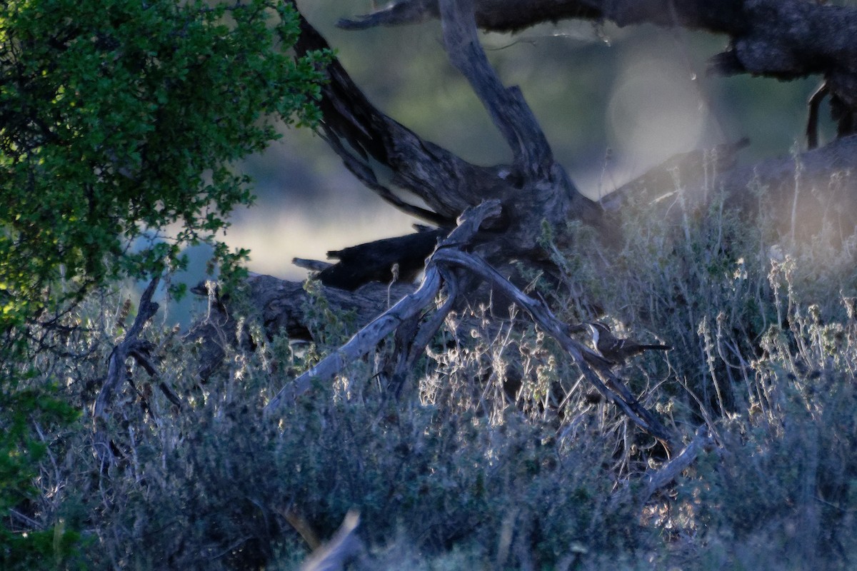 Chestnut-crowned Babbler - ML627948561