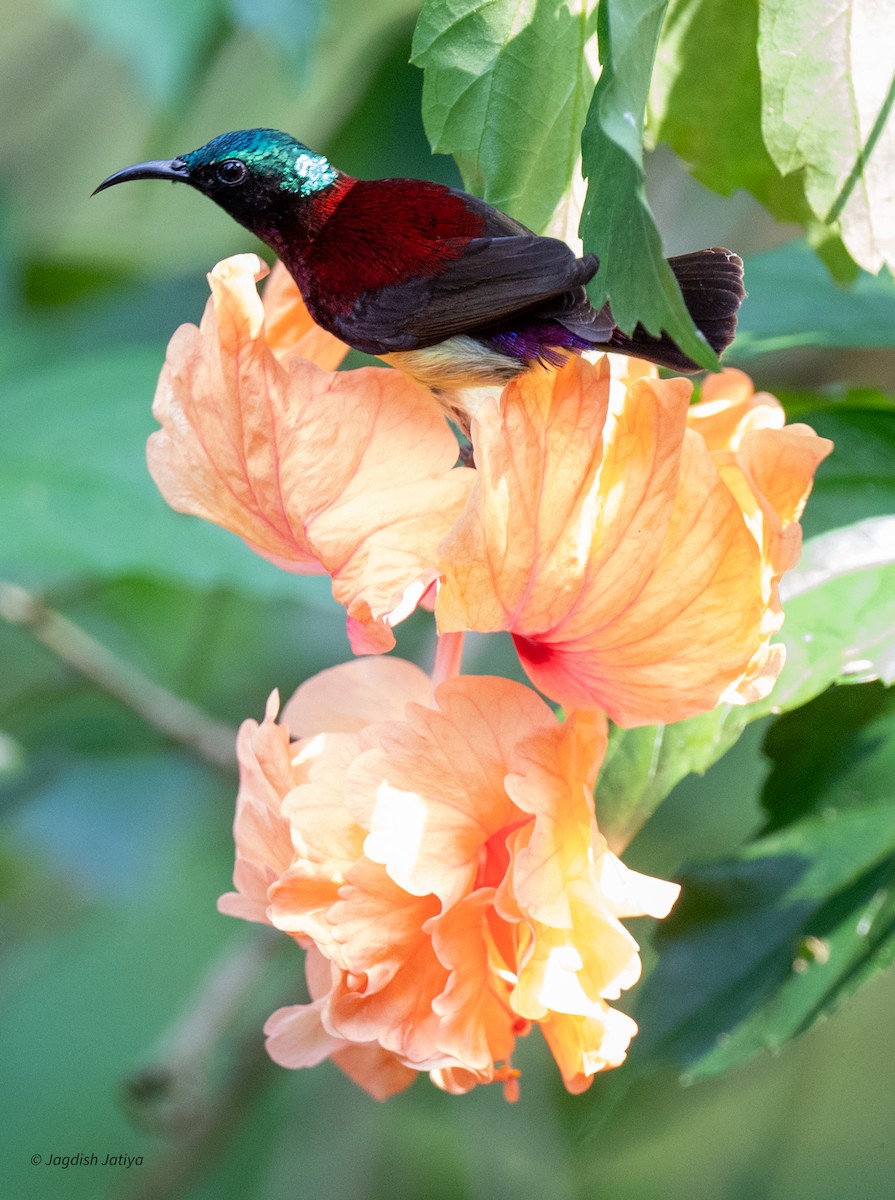 Crimson-backed Sunbird - ML627948645