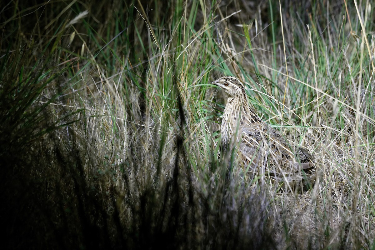 Stubble Quail - ML627948661
