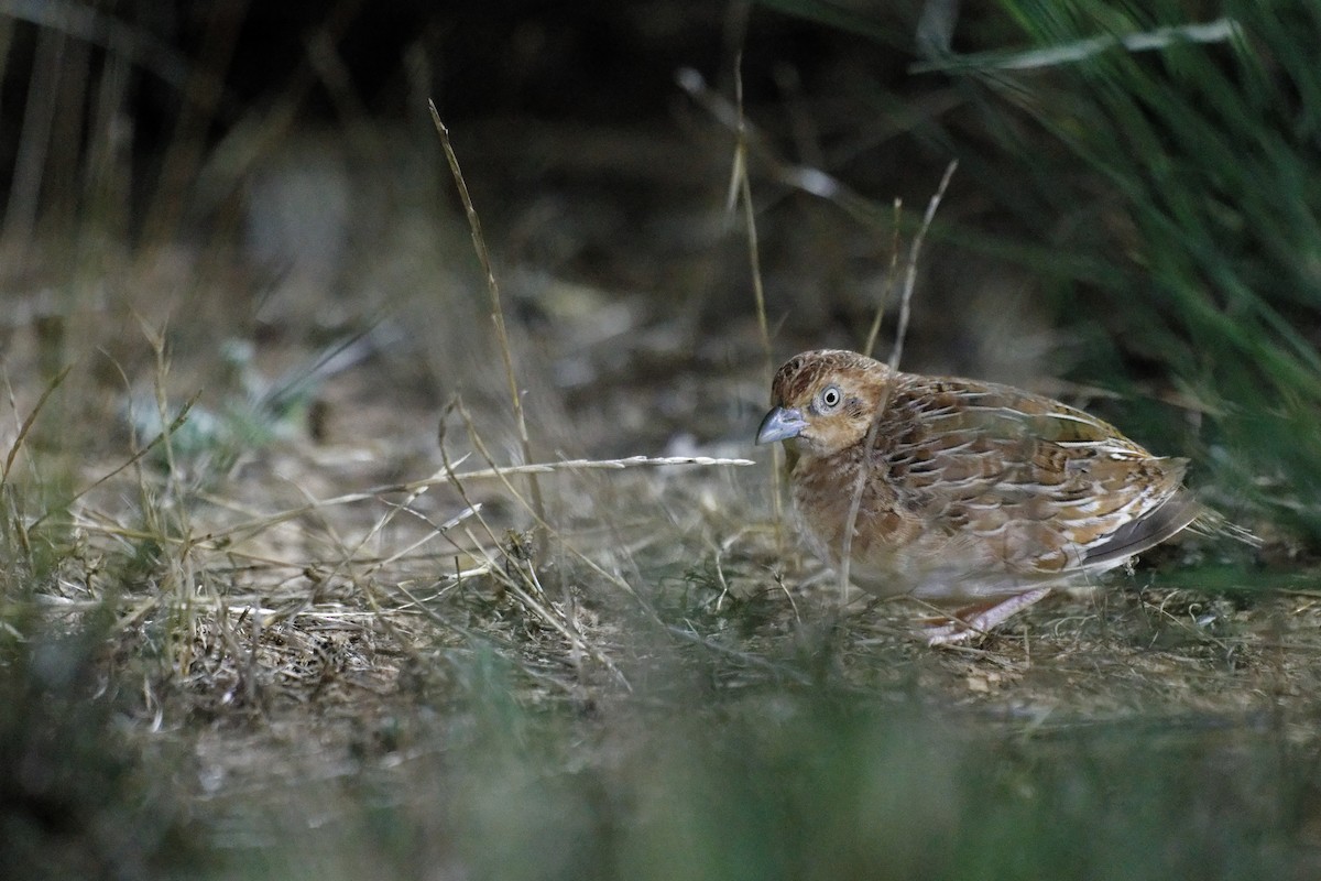 Little Buttonquail - ML627948664