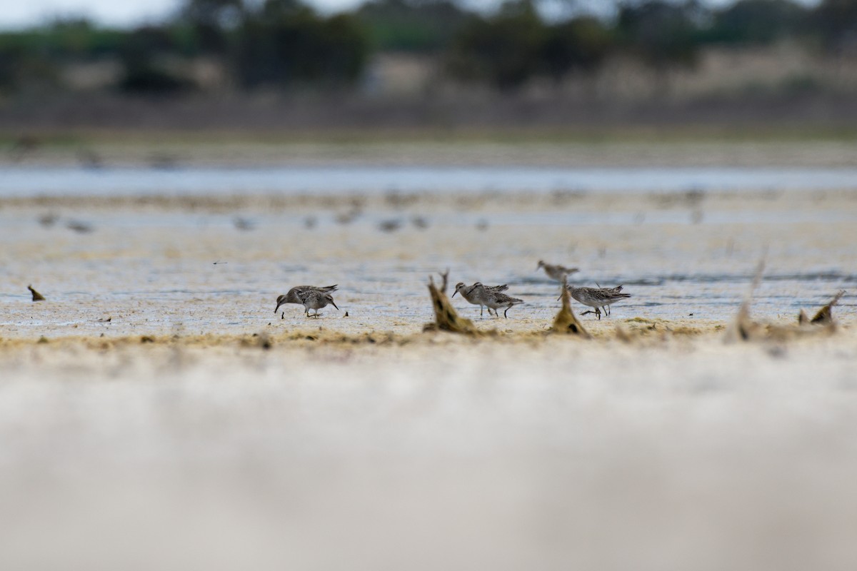 Sharp-tailed Sandpiper - ML627948690