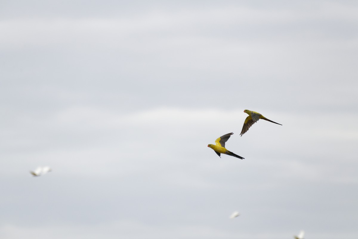 Regent Parrot - ML627948699