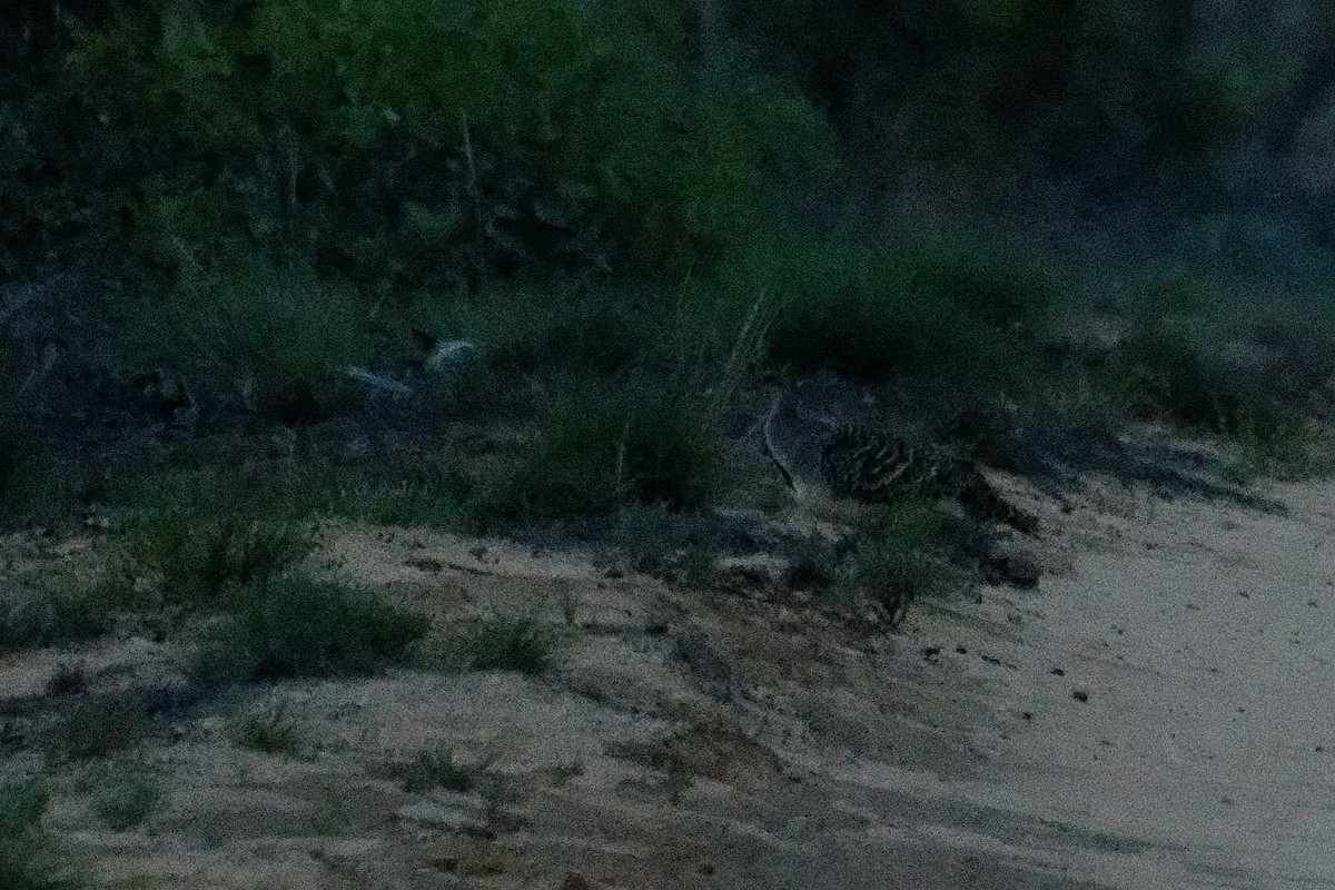 Malleefowl - ML627948705
