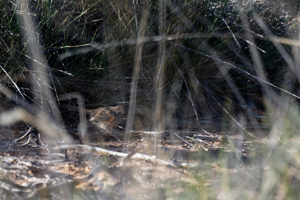 Striated Grasswren - ML627948709