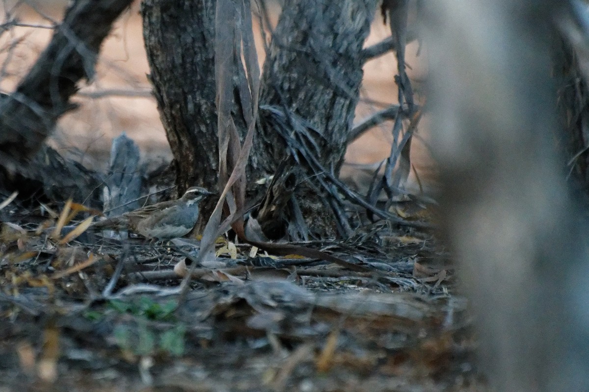Chestnut Quail-thrush - ML627948717