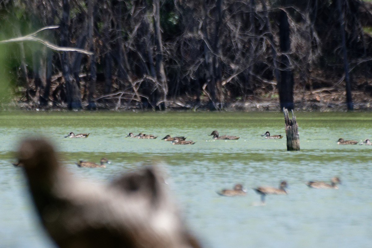 Freckled Duck - ML627948728