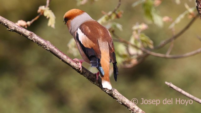 Hawfinch - ML627948729