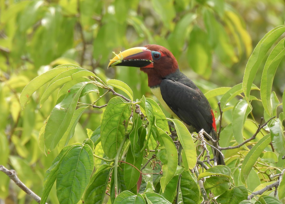 Green Aracari - ML627948734