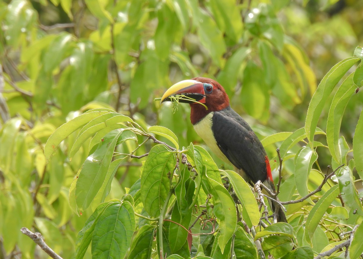 Green Aracari - ML627948735