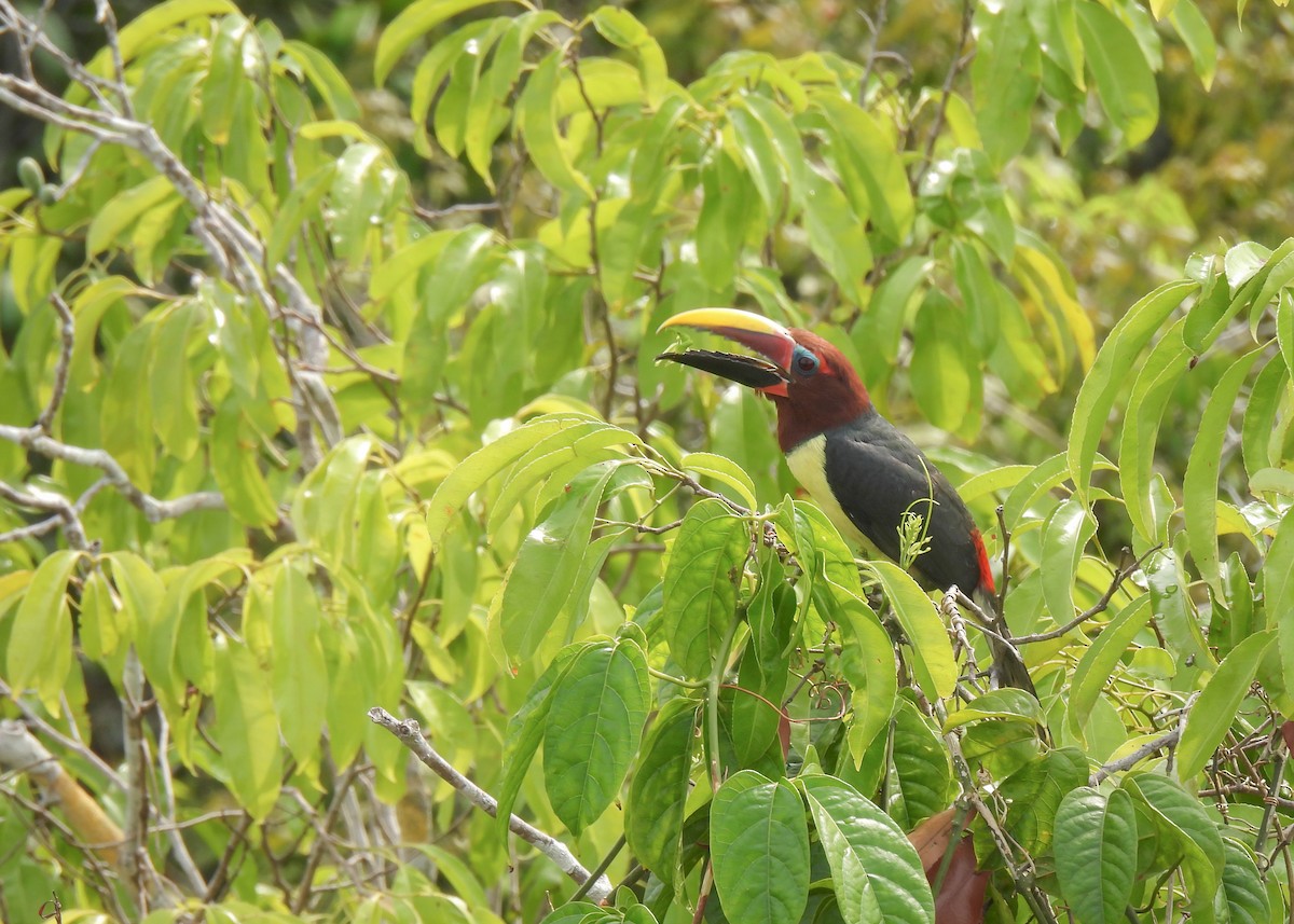 Green Aracari - ML627948736