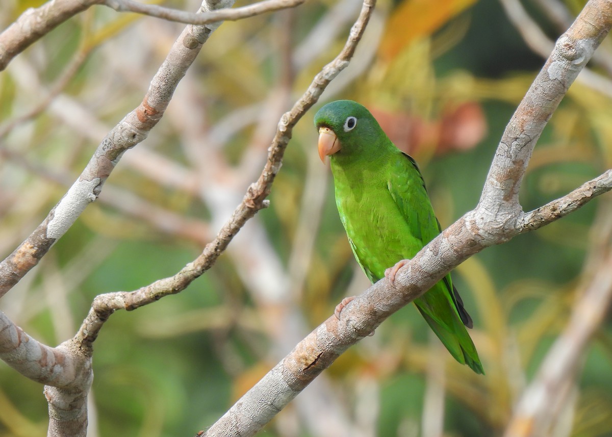 Golden-winged Parakeet - ML627948739