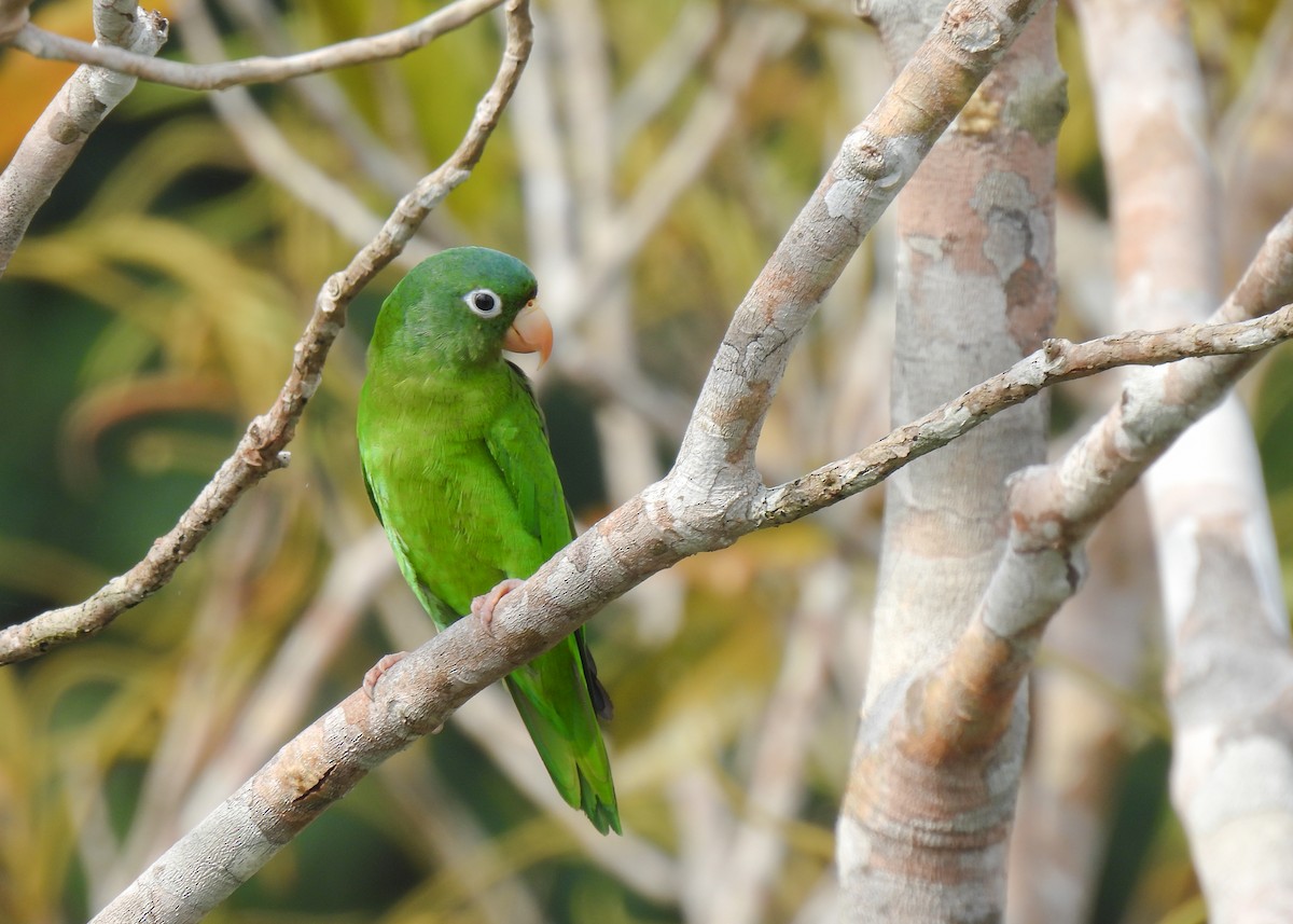 Golden-winged Parakeet - ML627948740