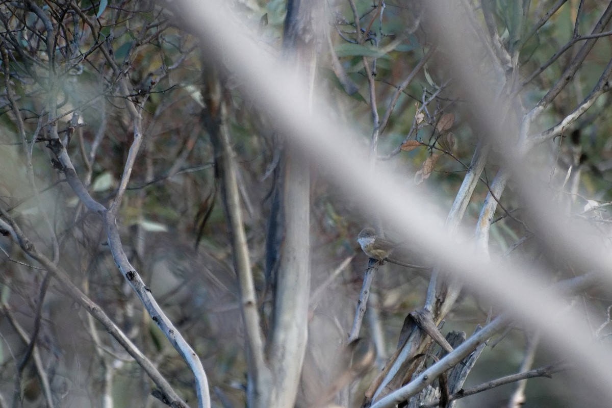 Mallee Emuwren - ML627948747