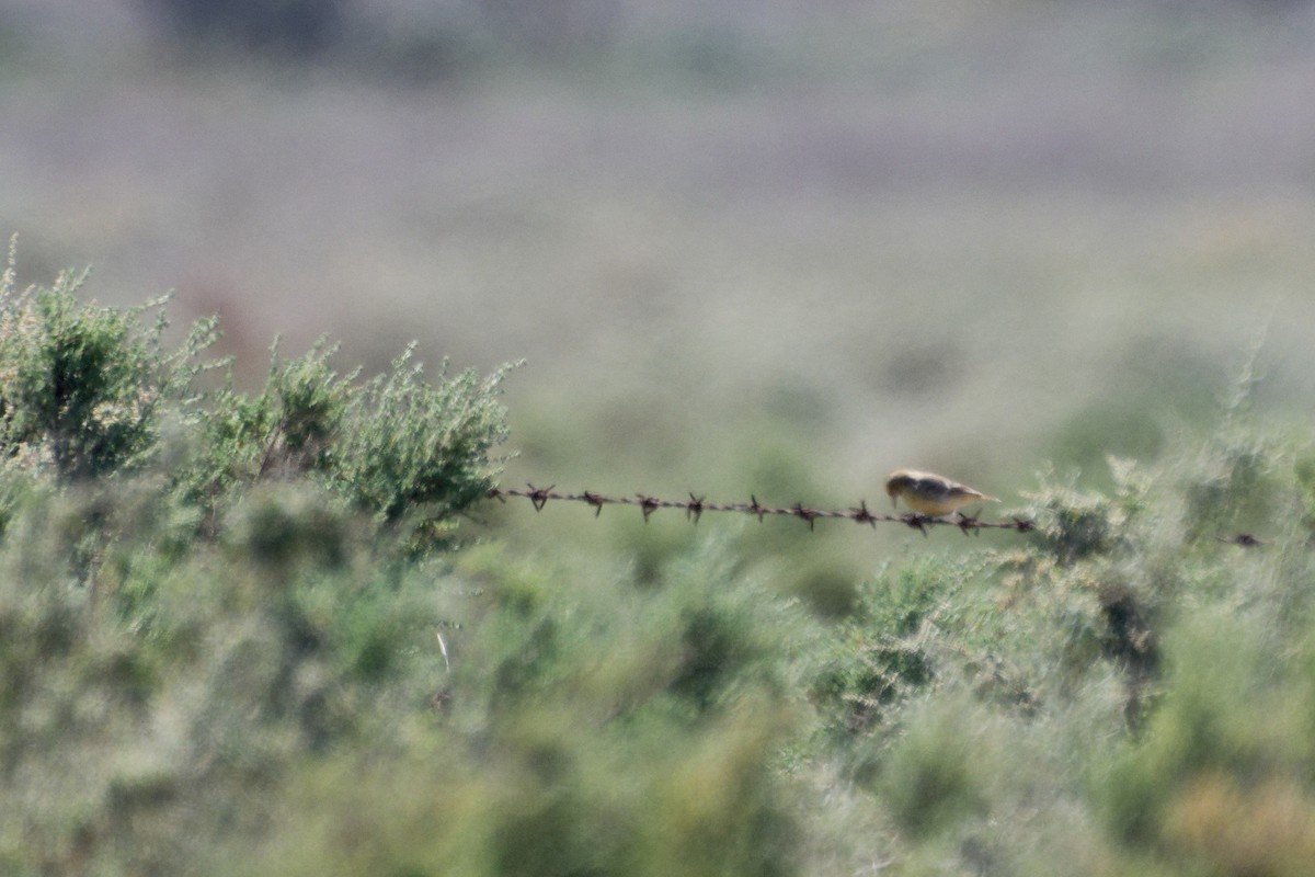 Orange Chat - ML627948763