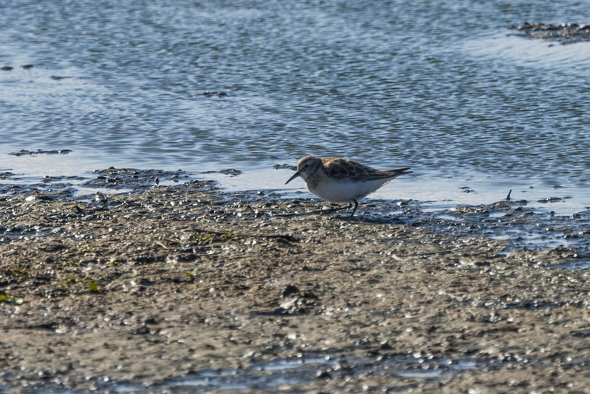 Baird's Sandpiper - ML627948773