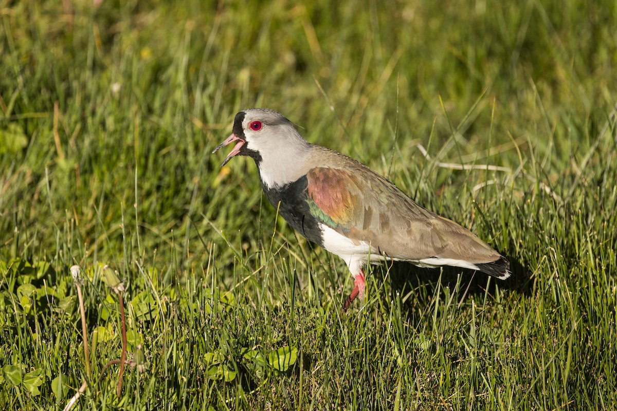 Southern Lapwing - ML627948778