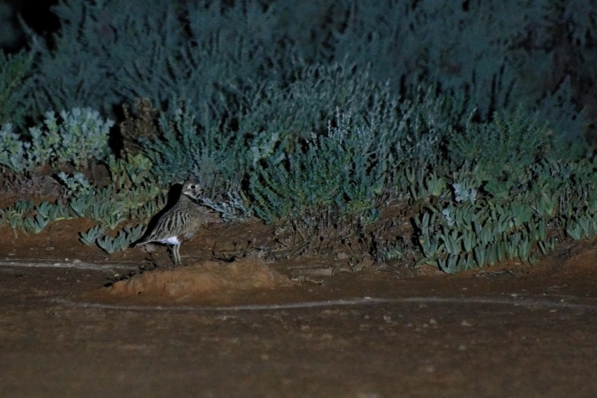 Inland Dotterel - ML627948782