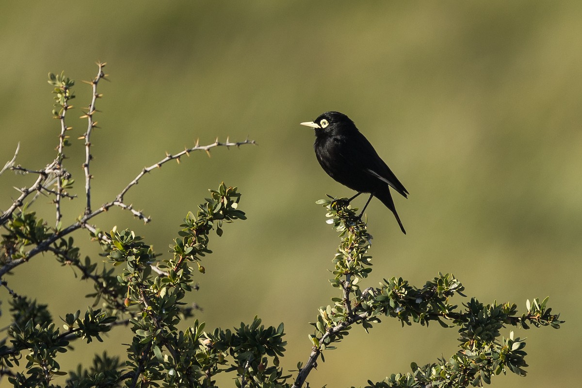 Spectacled Tyrant - ML627948786