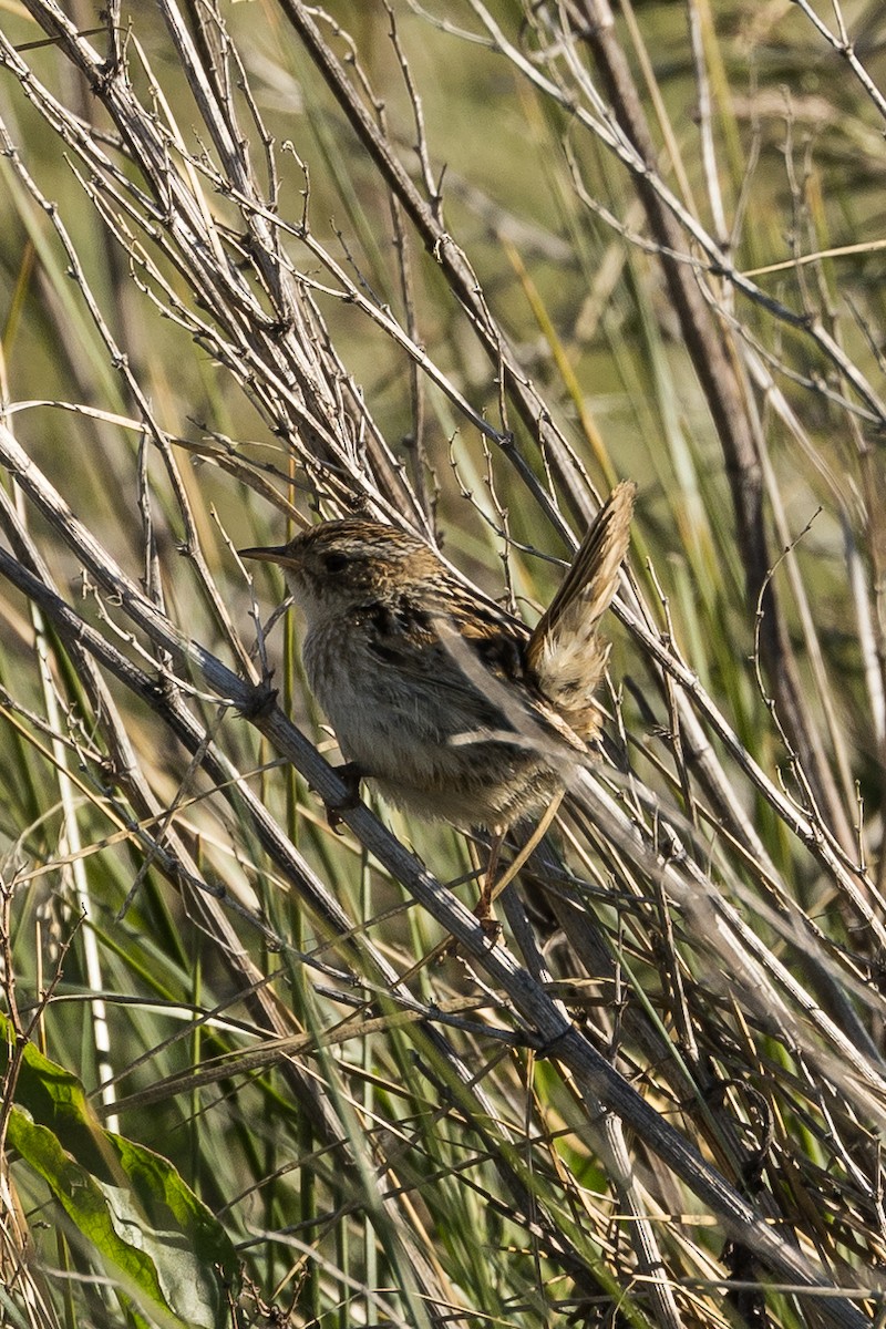 Grass Wren - ML627948789