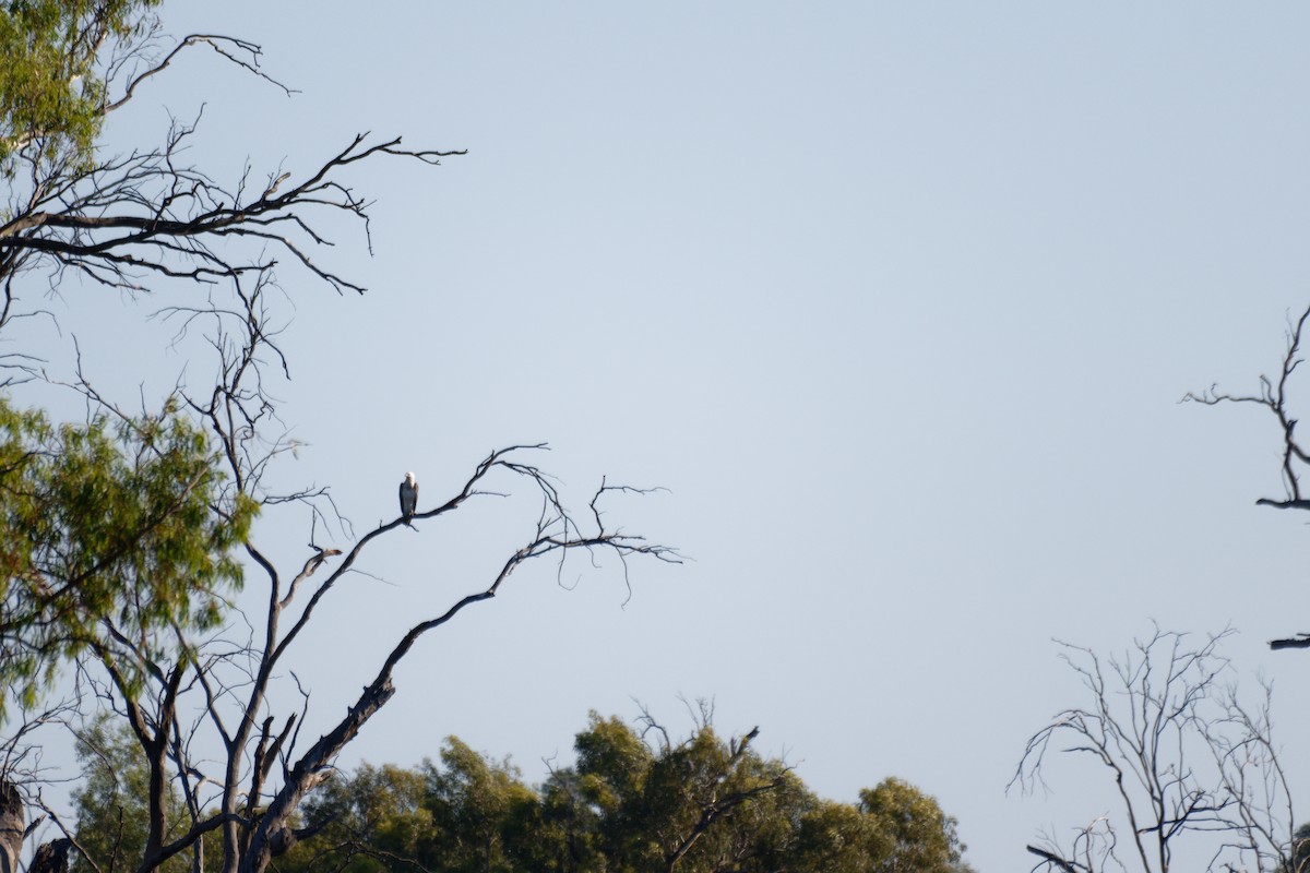 White-bellied Sea-Eagle - ML627948792