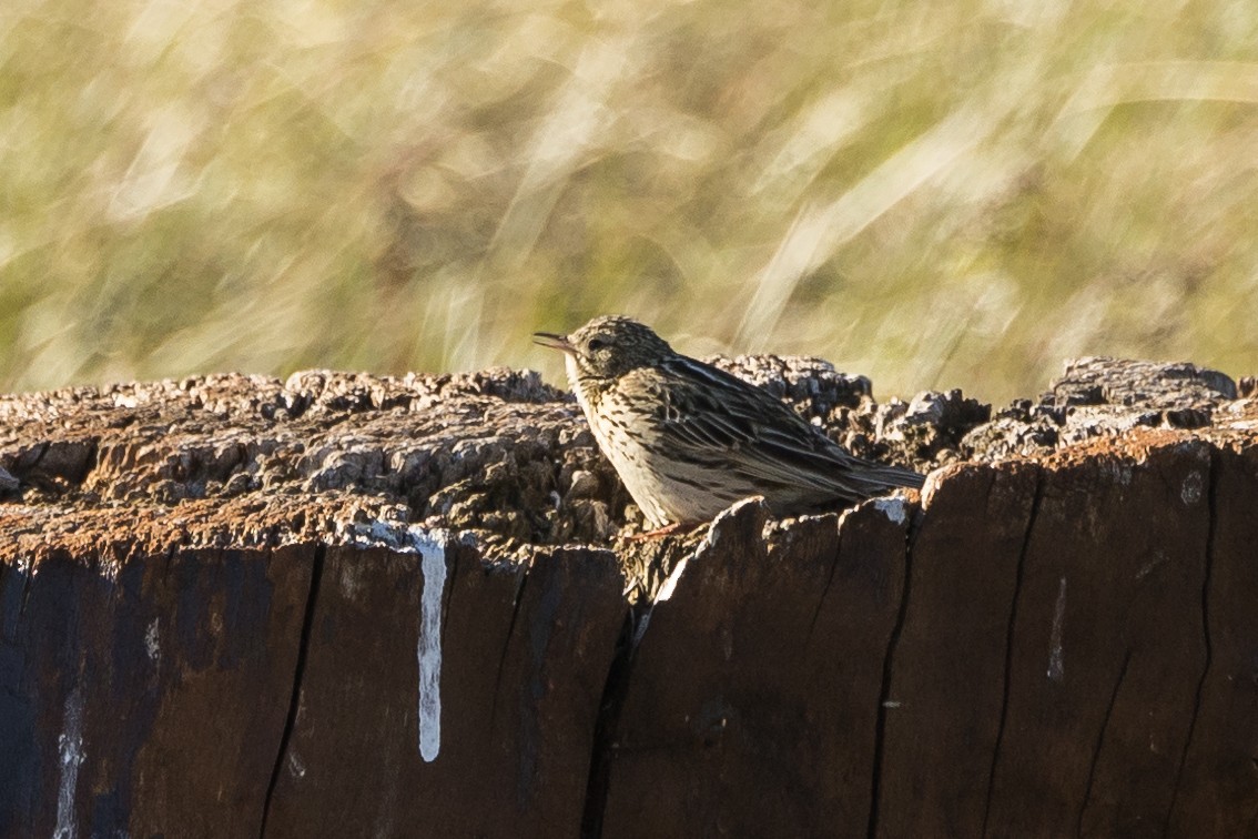 Correndera Pipit - ML627948793